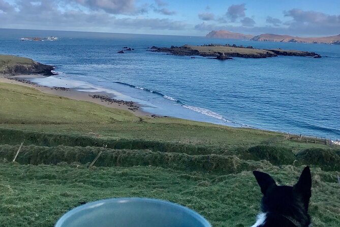 The Great Blasket Island Experience - Premium Tour - Landing on Great Blasket Island: 3.5 to 4 hours to explore