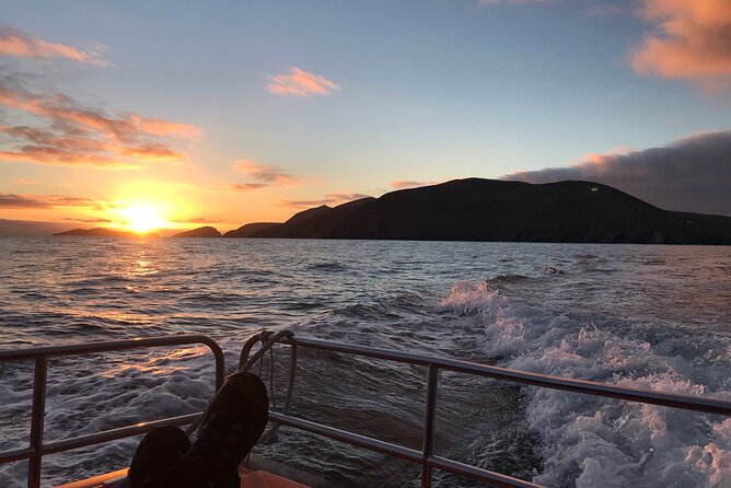 The Great Blasket Island Experience - Premium Tour - Wildlife breaks you can enjoy from land, too