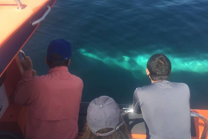 The Great Blasket Island Experience - Premium Tour - Group size, guides, and the small touches that matter