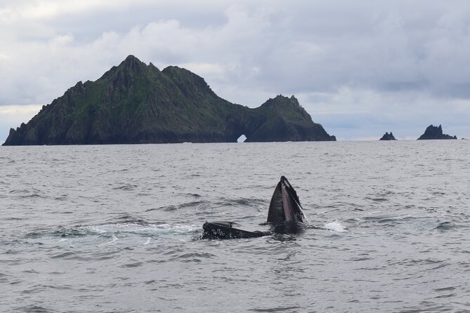 The Great Blasket Island Experience - Premium Tour - Caves, coves, and how the boat tour actually feels up close