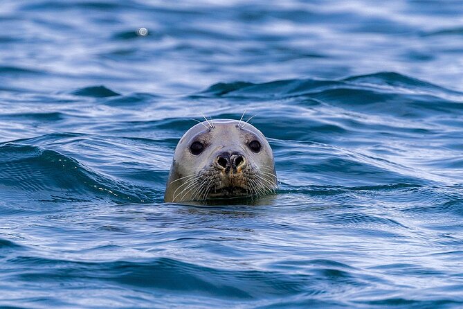 The Valentia Island Experience - Timing, boat size, and what the afternoon schedule means