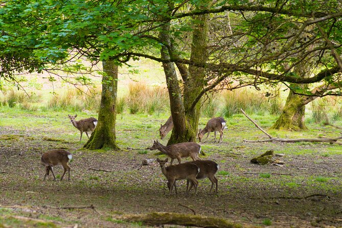 Visit Innisfallen Island - Innisfallen Island from Ross Castle, what makes this boat trip worth it