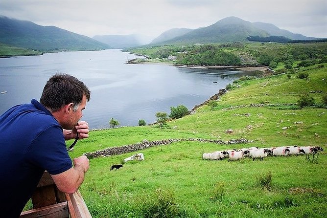 Visit traditional working sheep farm with sheepdog demo. Galway. - Key highlights