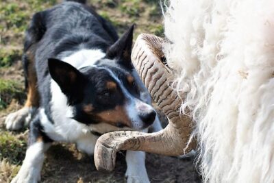 Visit traditional working sheep farm with sheepdog demo. Galway.
