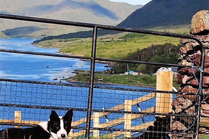 Visit traditional working sheep farm with sheepdog demo. Galway. - Summer-only sheep shearing with hand shears, and why that matters