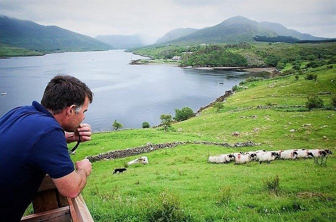 Visit traditional working sheep farm with sheepdog demo. Galway. - Walking the farm grounds: views, question time, and small moments that stick