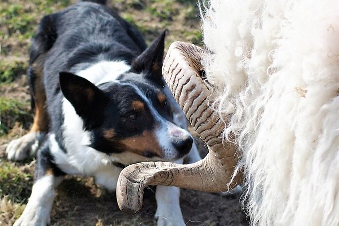 Visit traditional working sheep farm with sheepdog demo. Galway. - Meet Tom, then gear up for a real working-farm visit