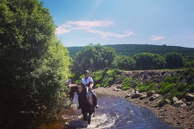 Wicklow Mountains Horse Trekking - Horses you can actually relax with (including Apple)