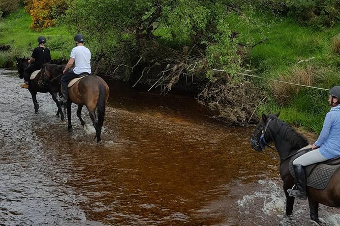Wicklow Mountains Horse Trekking - Price and timing, and why $90.70 can still feel like good value