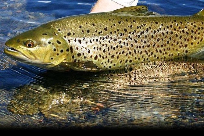 Wild Brown Trout fishing. Lough Corrib. French speaking Ghillie/Guide. Full day. - Why Lough Corrib matters for wild brown trout