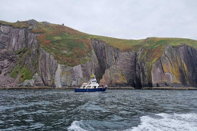 Wildlife Tour - Why a Dingle wildlife boat ride feels different (in a good way)